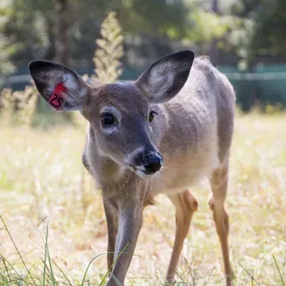 thumbnail for publication: Facts about Wildlife Diseases: Things You Should Know about Mule Deerpox Virus in Farmed White-Tailed Deer in Florida